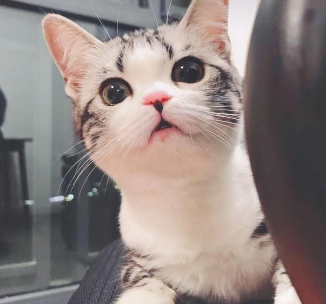 狗狗肠炎口臭——揭秘背后的健康警报